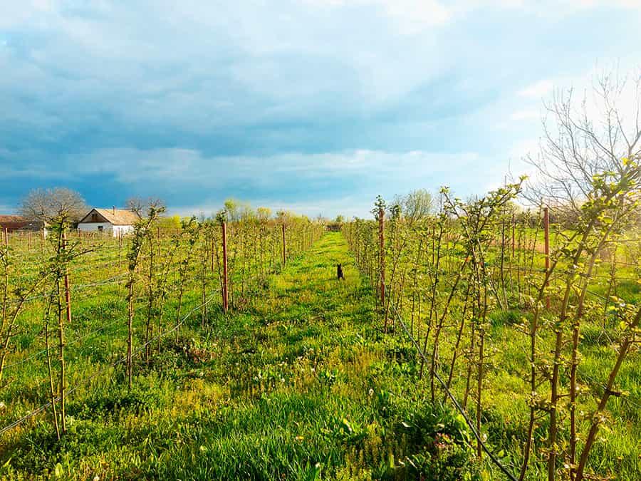Podrum Tatalović 18